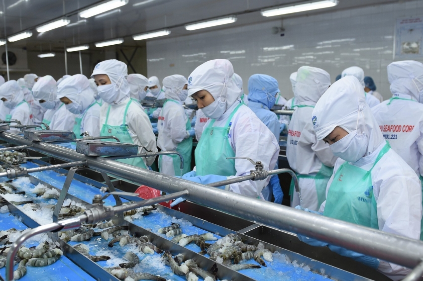 Việt Nam xuất khẩu tôm sang Trung Quốc tăng tới 60%