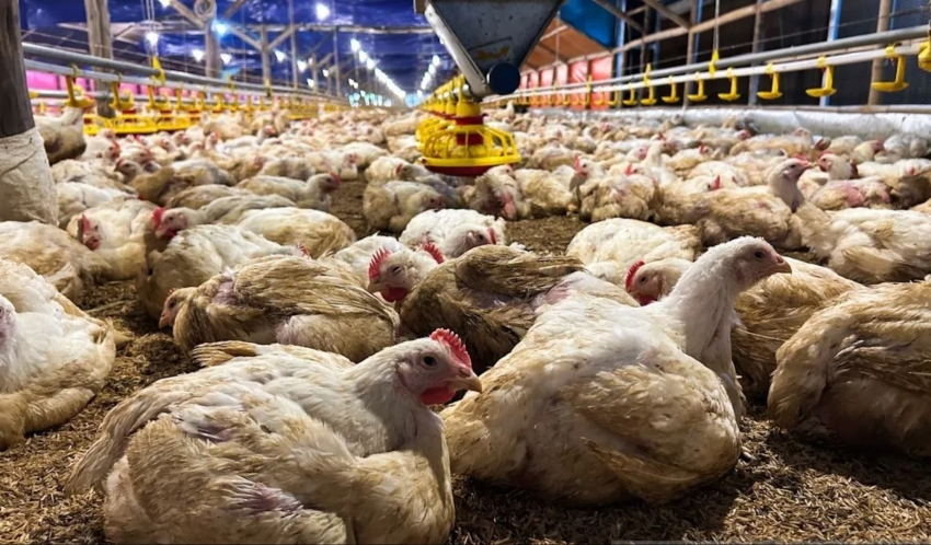 Indonesia đặt mục tiêu tự túc đường, trứng, thịt gà trong năm 2026