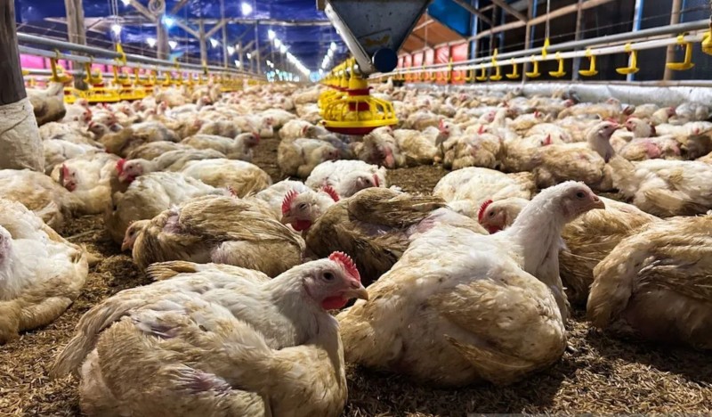 Indonesia đặt mục tiêu tự cung đường, trứng, thịt gà trong năm 2026