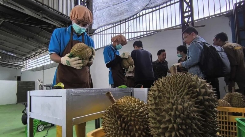 Indonesia xuất khẩu lô sầu riêng đầu tiên sang Trung Quốc