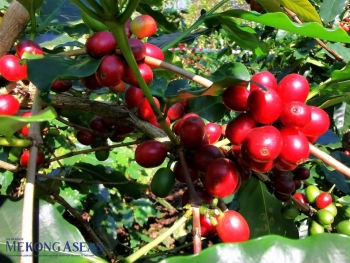 Ngành cà phê Việt Nam trước ngưỡng tái cấu trúc chuỗi giá trị