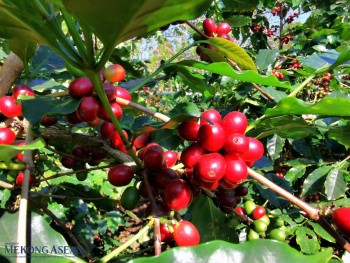 Ngành cà phê Việt Nam trước ngưỡng tái cấu trúc chuỗi giá trị