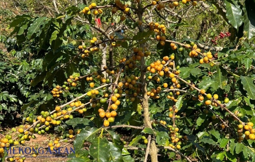 Tái cấu trúc ngành cà phê Việt Nam theo hướng nâng giá trị cà phê đặc sản và chế biến sâu