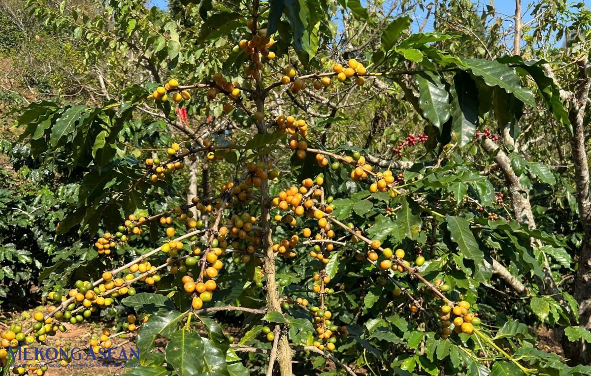 Từ hạt cà phê đến giá trị: Việt Nam đang đứng ở đâu?