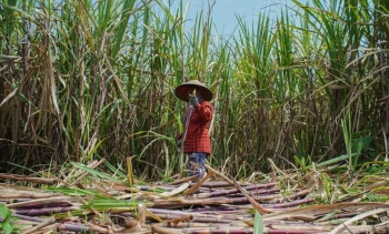 Indonesia đặt mục tiêu sản xuất 3 triệu tấn đường vào năm 2026