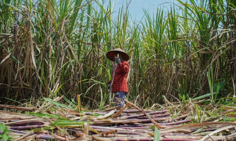 Ảnh minh hoạ: ANTARA News.