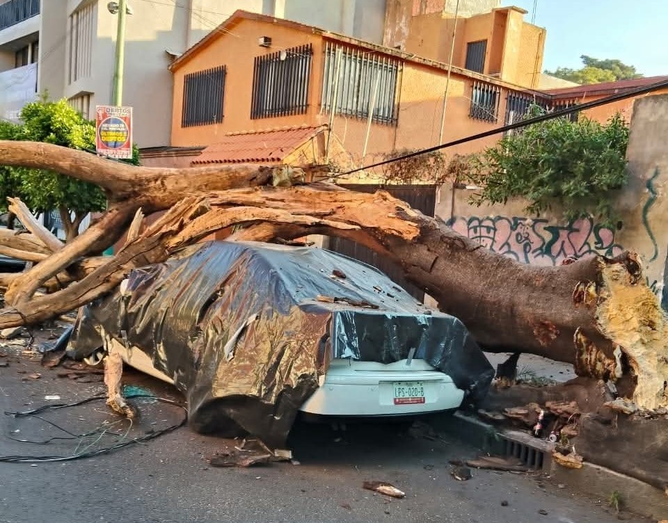 Cây đổ sau trận động đất 6,5 độ Richter ở bang Guerrero (Mexico) ngày 2/1. Ảnh: X/@ABHIJITSINGH025