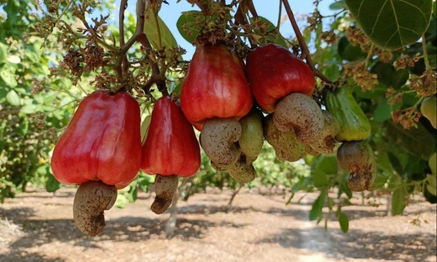 Campuchia: Xuất khẩu hạt điều đạt 1,5 tỷ USD trong năm 2025