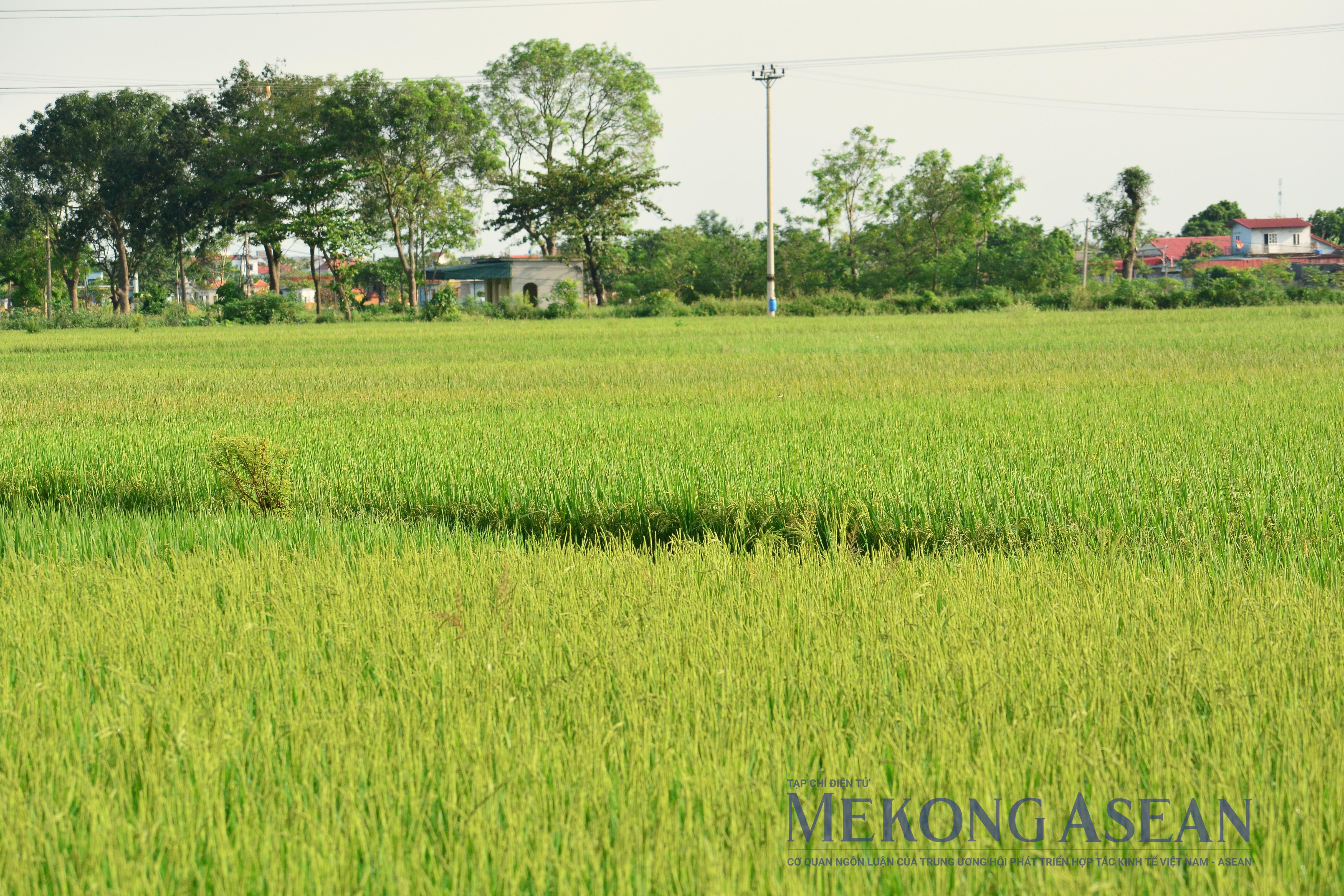 Bức tranh sản xuất nông nghiệp năm 2025. Ảnh: Lê Hồng Nhung