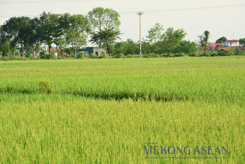 Bất chấp thiên tai, nông nghiệp năm 2025 ghi dấu nhiều điểm sáng