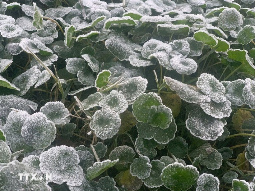 Nhiệt độ giảm sâu xuống dưới 0°C, có thời điểm xuống dưới â