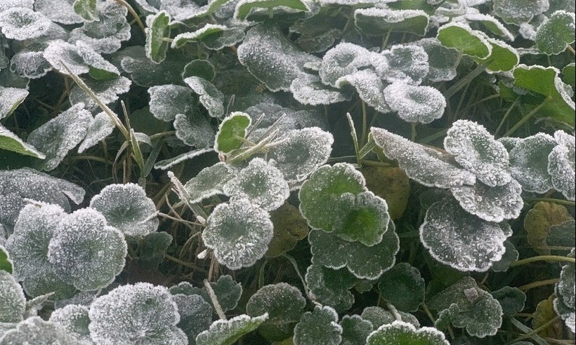 Xuất hiện băng giá tại miền Tây Nghệ An