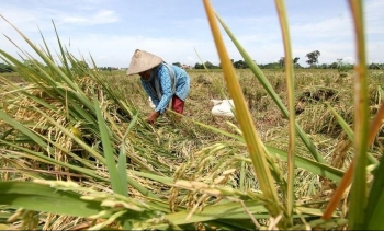 Indonesia hướng tới xuất khẩu gạo sau khi đạt mục tiêu tự chủ lương thực
