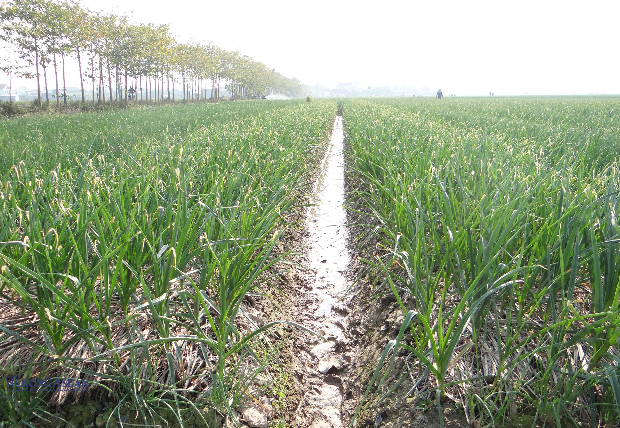 Một cánh đồng trồng hành, tỏi ở thôn Xạ Sơn, xã Nam An Phụ, thành phố Hải Phòng. Ảnh: Phùng Nguyện.