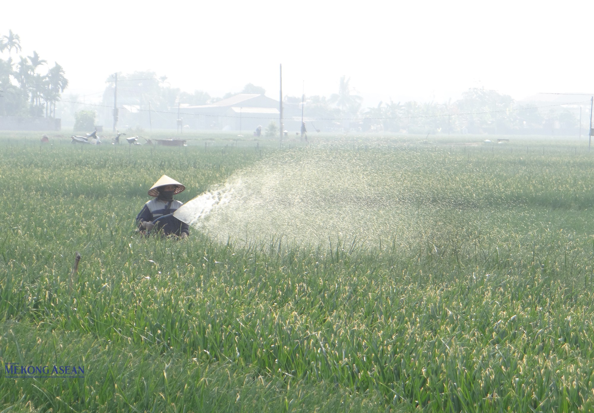 Nông dân thôn Xạ Sơn tưới và chăm bón hành, tỏi. Ảnh: Phùng Nguyện.