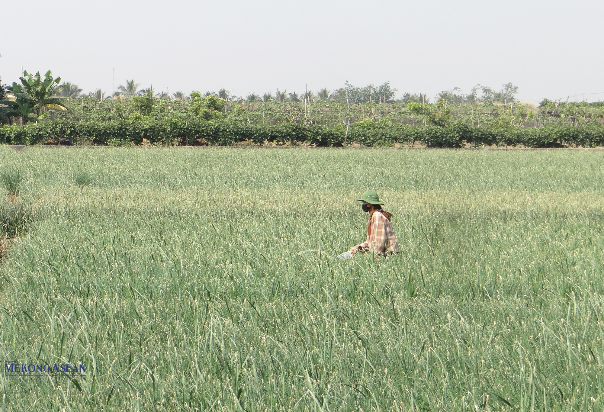 Cánh đồng canh tác hành, tỏi ở thôn Lộ Xá, xã Nam An Phụ. Ảnh: Phùng Nguyện.