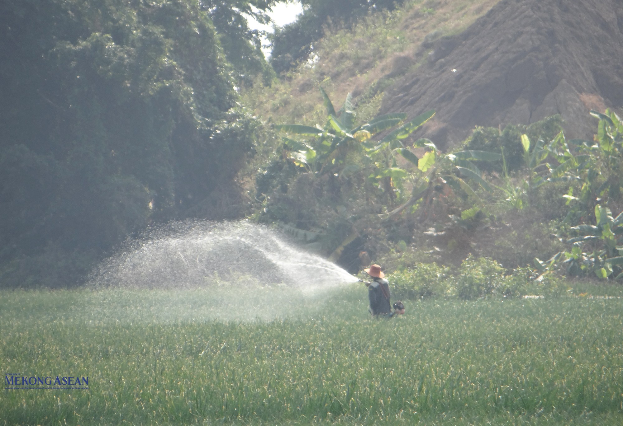 Nông dân thôn Lộ Xá chăm tưới hành, tỏi. Ảnh: Phùng Nguyện.