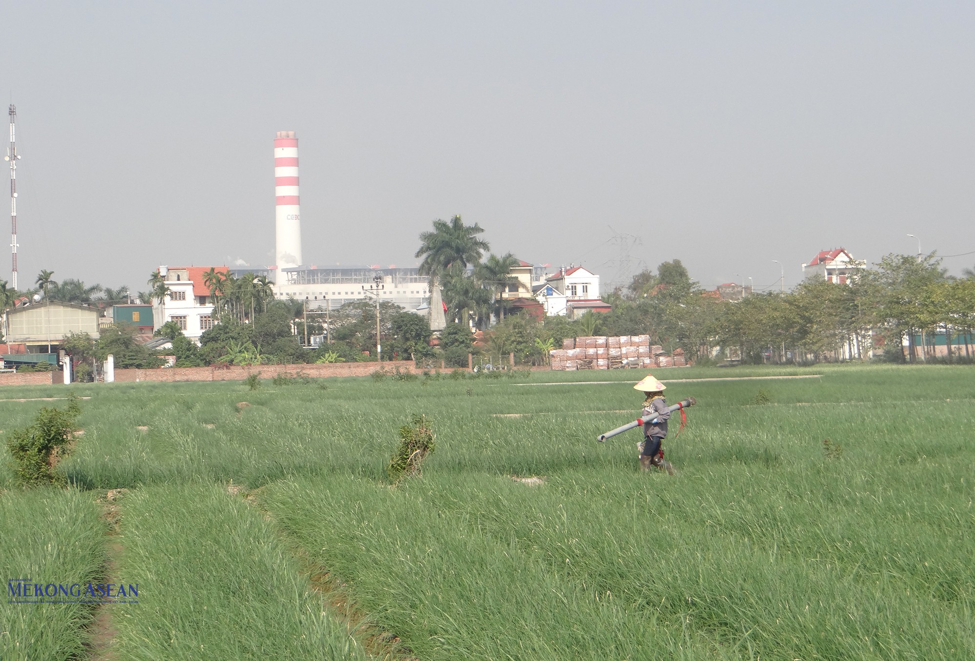 Vụ đông năm nay, toàn xã Nam An Phụ có khoảng 900/935 ha trồng hành, tỏi. Ảnh: Phùng Nguyện.