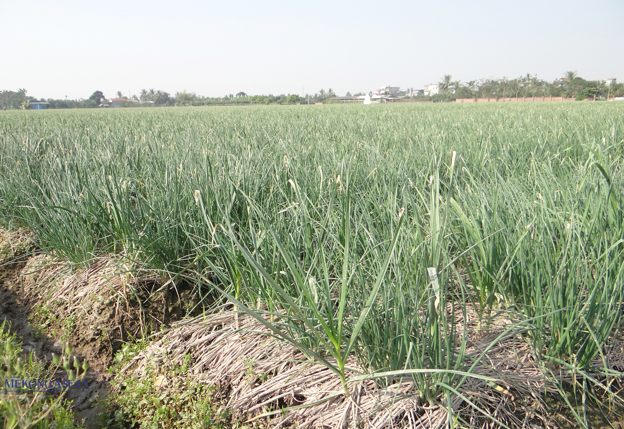 Hành, tỏi trồng ở Nam An Phụ được thương lái và người tiêu dùng đánh giá cao về độ cay, nồng… Ảnh: Phùng Nguyện.