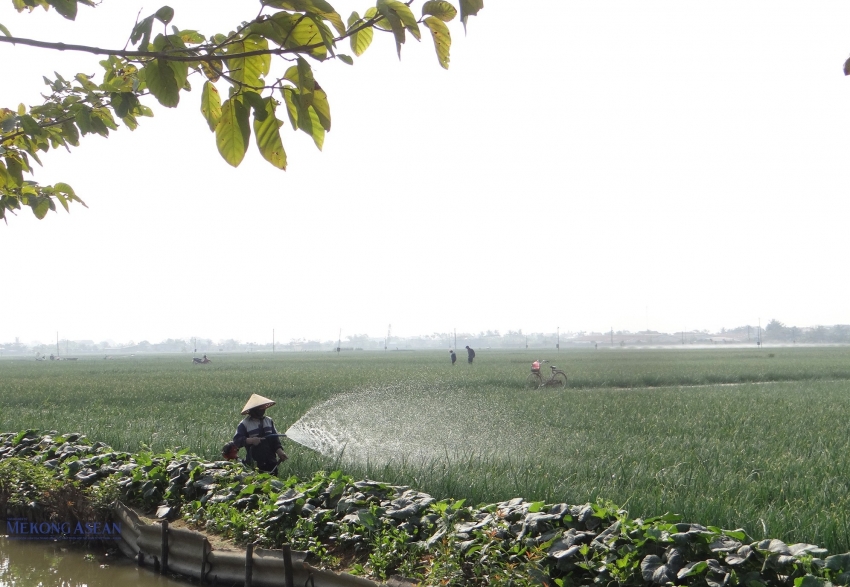 Hải Phòng: Cây hành, tỏi góp phần phát triển kinh tế xã Nam An Phụ