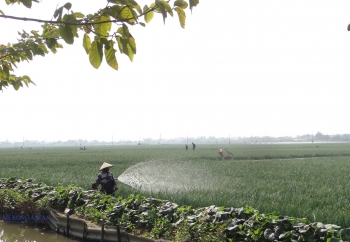 Hải Phòng: Cây hành, tỏi góp phần phát triển kinh tế xã Nam An Phụ