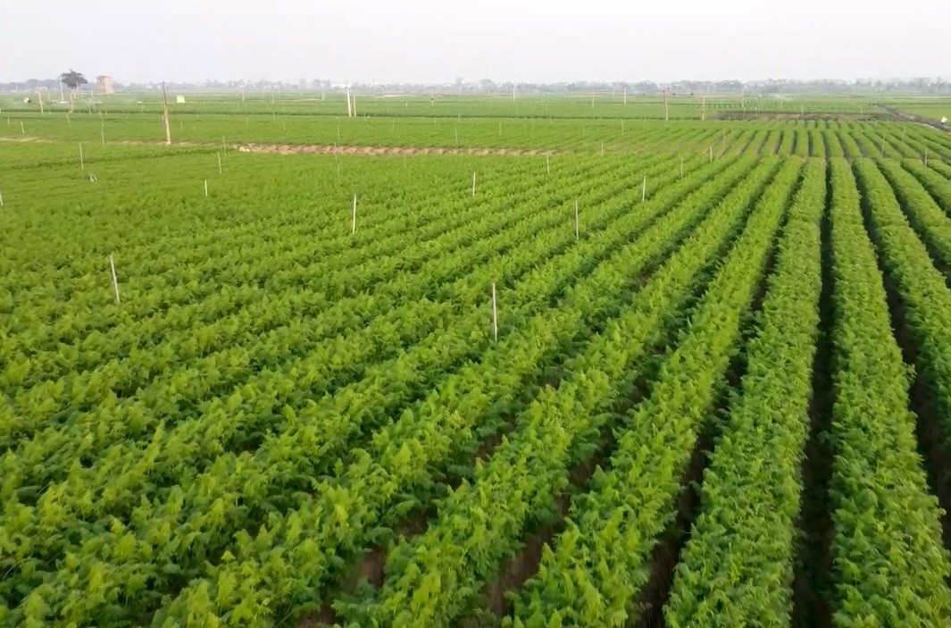 Gần 50 năm trước, những ruộng cà rốt đầu tiên ở xã Tuệ Tĩnh (thành phố Hải Phòng) bén rễ trên bãi bồi ven sông Thái Bình. Ảnh: Phạm Quyền.