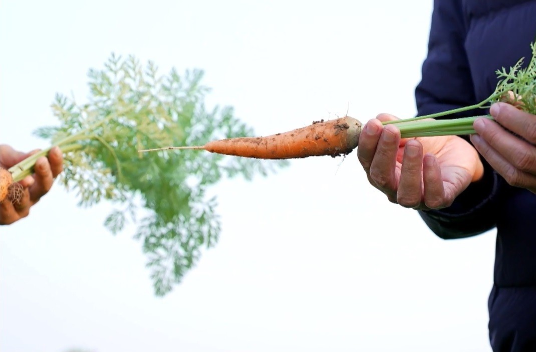 Hiện cà rốt là cây trồng chủ lực mang lại công việc, thu nhập ổn định cho nhiều hộ nông dân ở xã Tuệ Tĩnh, thành phố Hải Phòng. Ảnh: Phạm Quyền.