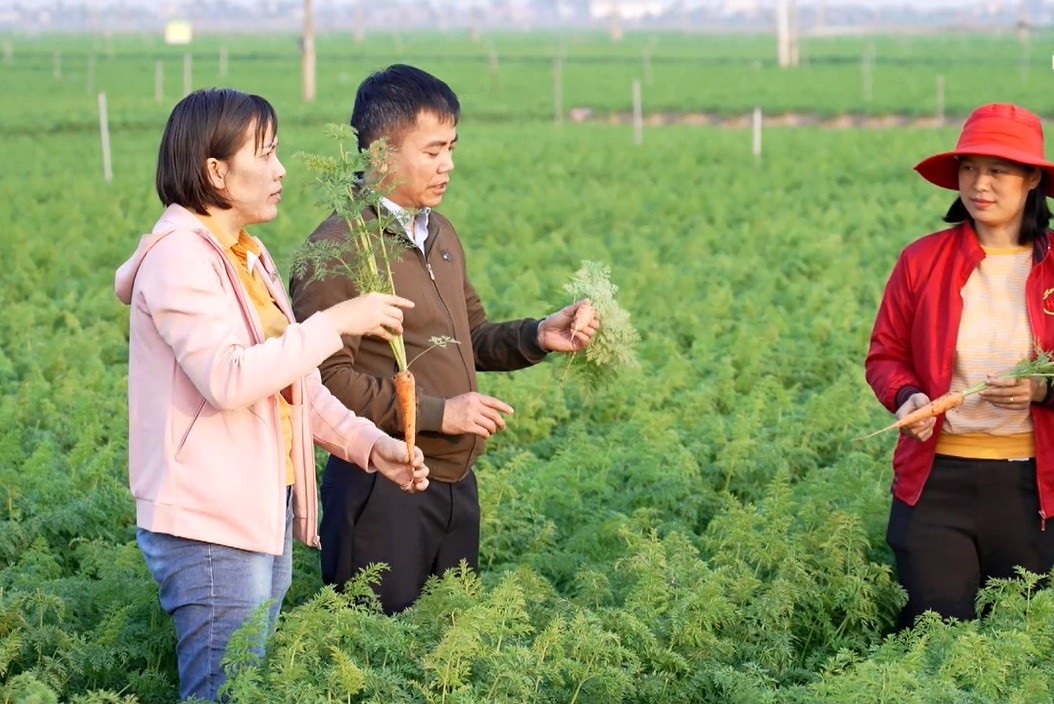 Năng suất cà rốt ở Tuệ Tĩnh năm nay dự kiến đạt khoảng 2 tấn/sào. Ảnh: Phạm Quyền.