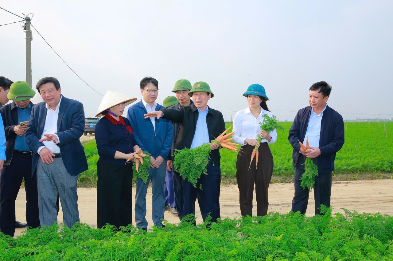 Bí thư Thành ủy Hải Phòng Lê Tiến Châu và đoàn công tác đến thăm vùng canh tác cà rốt xuất khẩu tại xã Tuệ Tĩnh chiều 14/1/2026. Ảnh: Tạ Sơn.