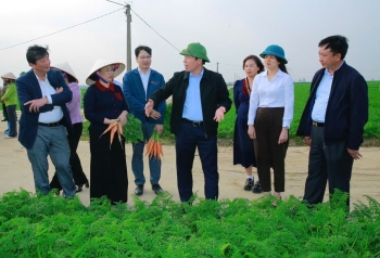 Hải Phòng: Cà rốt xã Tuệ Tĩnh mở rộng thị trường xuất ngoại