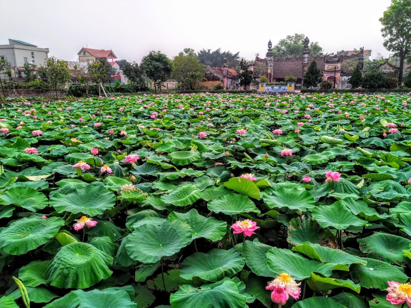 Hà Nội giao 4,2 ha đất gần khu đô thị Olympic cho Ngọc Tín Holdings