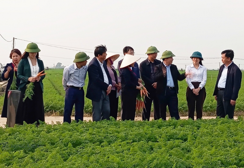 Hải Phòng: Bảo đảm chất lượng cà rốt cho xuất khẩu
