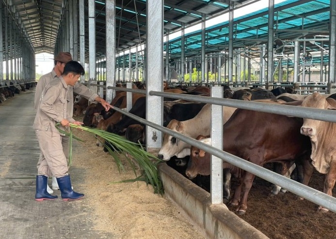 Nông nghiệp Hòa Phát báo lãi 1.600 tỷ đồng trước thềm niêm yết