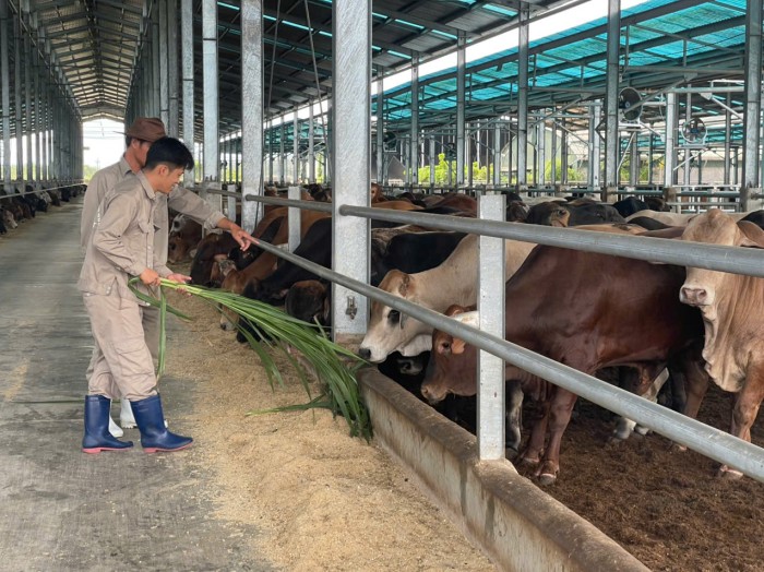 Nông nghiệp Hòa Phát báo lãi 1.600 tỷ đồng trước thềm niêm yết