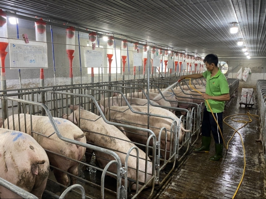 Sản xuất nông nghiệp ổn định, đảm bảo nguồn cung thực phẩm Tết Nguyên đán