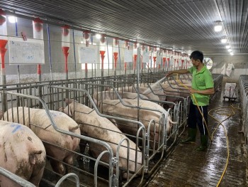 Sản xuất nông nghiệp ổn định, đảm bảo nguồn cung thực phẩm Tết Nguyên đán