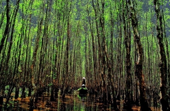 Chủ động ứng phó xâm nhập mặn, hạn hán và cháy rừng