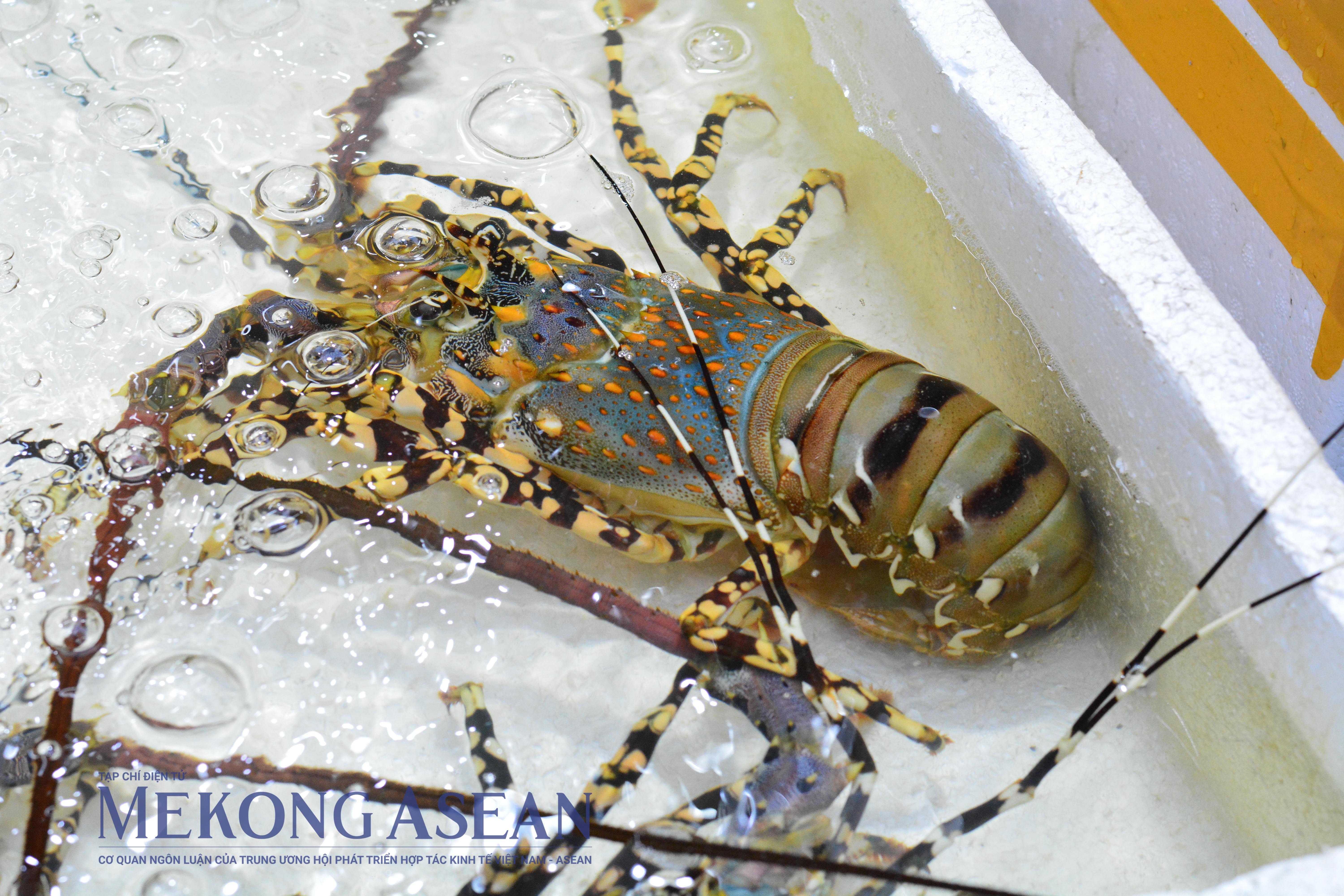 Xuất khẩu tôm hùm sang Trung Quốc giữ đà tăng trong tháng 1/2026