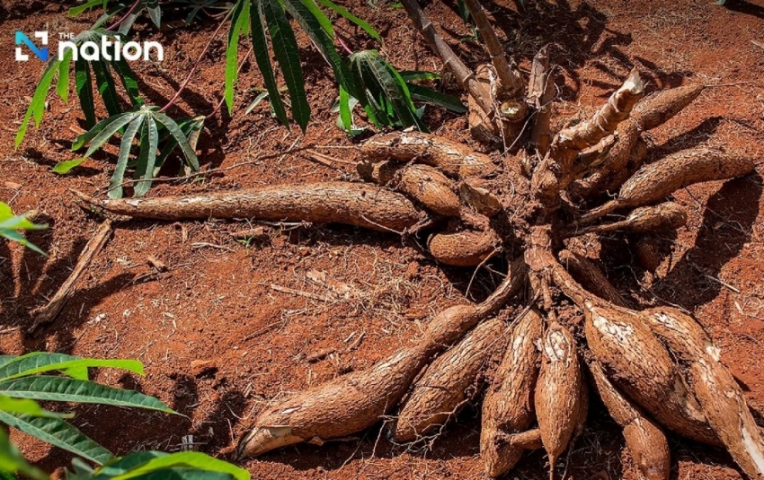 Thái Lan tăng xuất khẩu sắn sang Nhật Bản năm 2026