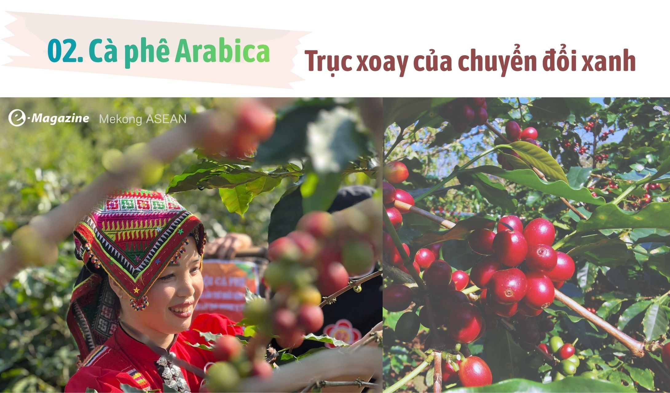 Chiềng An: Khát vọng xanh từ hạt cà phê Arabica chín đỏ Chiềng An: Khát vọng xanh từ hạt cà phê Arabica chín đỏ