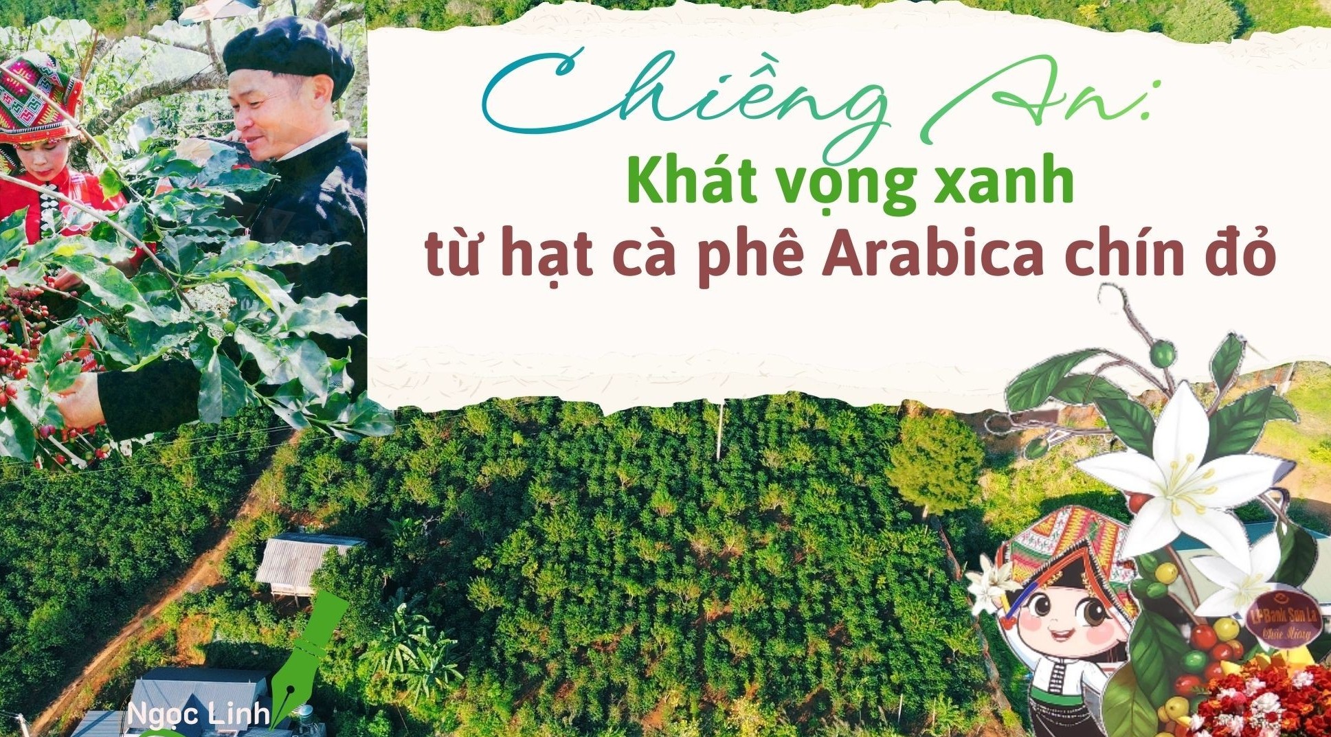 Chiềng An: Khát vọng xanh từ hạt cà phê Arabica chín đỏ