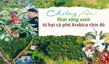 Chiềng An: Khát vọng xanh từ hạt cà phê Arabica chín đỏ