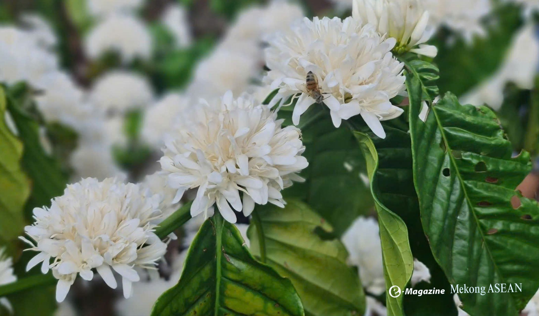 SIMEXCO DAKLAK: KHI HẠT ĐẤT TÂY NGUYÊN HÁT GIỌNG TOÀN CẦU SIMEXCO DAKLAK: KHI HẠT ĐẤT TÂY NGUYÊN HÁT GIỌNG TOÀN CẦU