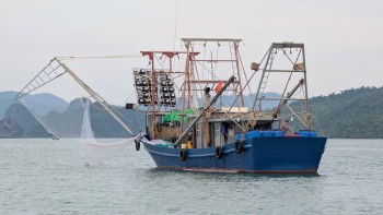 Doanh nghiệp thủy sản kinh doanh ra sao trong đầu năm 2026