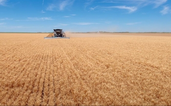 FAO: Chỉ số giá lương thực toàn cầu chấm dứt chuỗi giảm 5 tháng