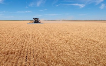 FAO: Chỉ số giá lương thực toàn cầu chấm dứt chuỗi giảm 5 tháng