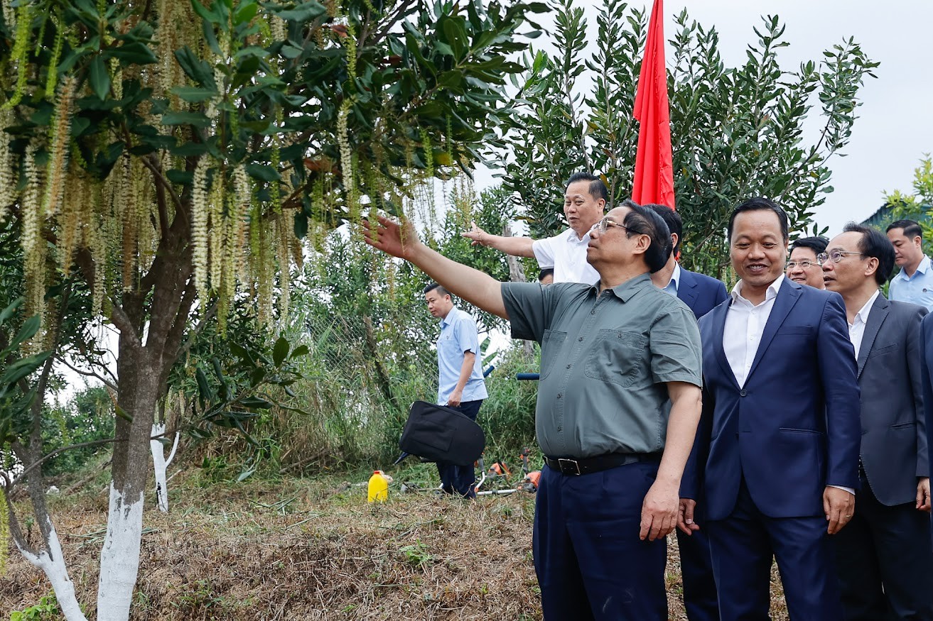 Thủ tướng Chính phủ Phạm Minh Chính thăm mô hình trồng cây mắc ca công nghệ cao tại bản Huổi Tao B, xã Pu Nhi, tỉnh Điện Biên - Ảnh: VGP/Nhật Bắc