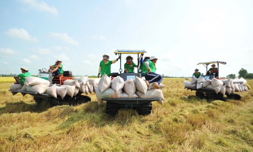 Đảm bảo điều hành sản xuất và tiêu thụ lúa gạo trong tình hình mới