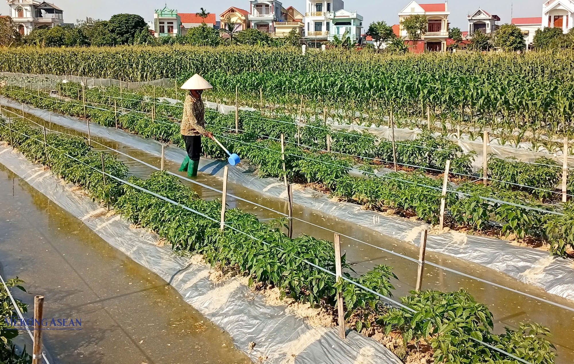Một trong những vùng canh tác, sản xuất nông sản khu vực phía tây thành phố Hải Phòng. Ảnh: Mekong ASEAN.