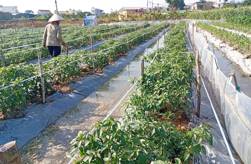 Hải Phòng kết nối, hỗ trợ nông dân tiêu thụ nông sản